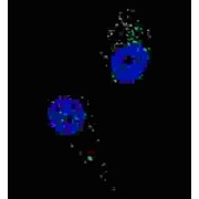 UV Radiation Resistance-Associated Gene Protein (UVRAG) Antibody