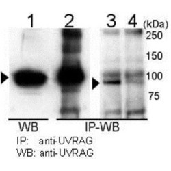 UV Radiation Resistance-Associated Gene Protein (UVRAG) Antibody