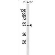 WB analysis of mouse liver tissue.