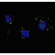 Phosphatidylinositol 3-Kinase Catalytic Subunit Type 3 (PI3KC3) Antibody