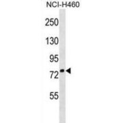 Zinc Finger Protein 607 (ZNF607) Antibody