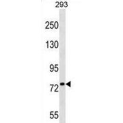 PLK1S1 Antibody