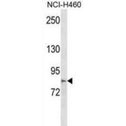 Multiple C2 And Transmembrane Domain Containing 2 (MCTP2) Antibody