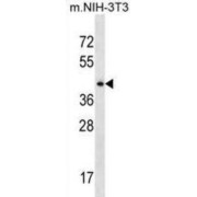 Septin 6 (SEPTIN6) Antibody