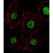 Homeobox Protein Hox-D8 (HOXD8) Antibody