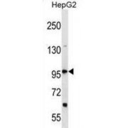 DEAD/H (Asp-Glu-Ala-Asp/His) Box Polypeptide 36 (DHX36) Antibody