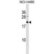 EF-Hand Calcium-Binding Domain-Containing Protein 10 (EFCAB10) Antibody