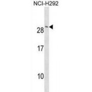 CASP2 And RIPK1 Domain Containing Adaptor With Death Domain (CRADD) Antibody
