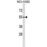 Neuropeptide Y Receptor Y1 (NPY1R) Antibody