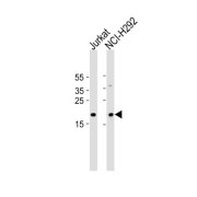 TATA-Box Binding Protein Associated Factor 10 (TAF10) Antibody