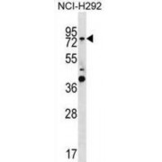 GTP Binding Protein 1 (GTPBP1) Antibody