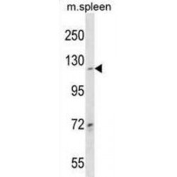 Collagen Type XIX Alpha 1 (COL19A1) Antibody