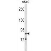G2/M-Phase Specific E3 Ubiquitin Protein Ligase (G2E3) Antibody