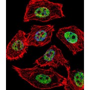 Transcription Factor Jun (Jun) Antibody