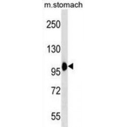 Coatomer Protein Complex Subunit Beta 2 (COPB2) Antibody