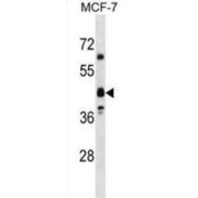 Olfactory Receptor 5M8 (OR5M8) Antibody