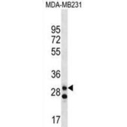 Leucine Rich Repeat Containing Protein 3C (LRRC3C) Antibody