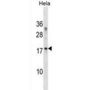 RPL36A Antibody