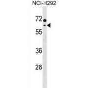 Methylcrotonoyl-CoA Carboxylase 2 (MCCC2) Antibody