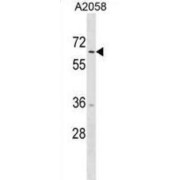 Tripartite Motif Containing 35 (TRIM35) Antibody