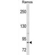 Relaxin/Insulin Like Family Peptide Receptor 2 (RXFP2) Antibody