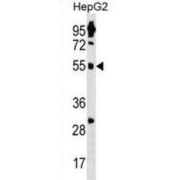 Zinc Finger Protein 500 (ZNF500) Antibody