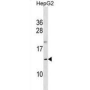 Putative Oocyte-Secreted Protein 1 Homolog (OOSP1) Antibody