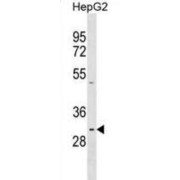 Proline-Rich Protein 23A (PRR23A) Antibody