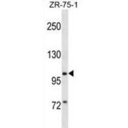 Piwi Like RNA-Mediated Gene Silencing 2 (PIWIL2) Antibody