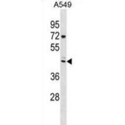 Tripartite Motif-Containing Protei (TRIX3) Antibody