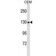 Condensin Complex Subunit 3 (NCAPG) Antibody