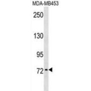 Anosmin 1 (ANOS1) Antibody