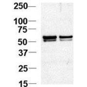 Nucleosome Assembly Protein 1 Like Protein 1 (NAP1L1) Antibody