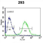 RuvB-Like 1/Pontin 52 (RUVBL1) Antibody