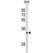 Olfactory Receptor 52I1 (OR52I1) Antibody