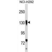 Integrin Beta 1 (ITGB1) Antibody