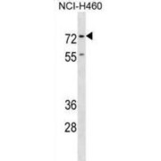 ENAH, Actin Regulator (ENAH) Antibody