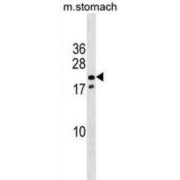 Mouse Nkx3-1 Antibody