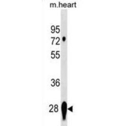 Calpain Small Subunit 2 (CAPNS2) Antibody