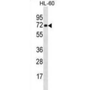 Nei Endonuclease VIII-Like 3 (E. Coli) (NEIL3) Antibody