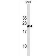 Regulator of G-Protein Signaling 13 (RGS13) Antibody