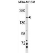 Myb-Binding Protein 1A (MYBBP1A) Antibody