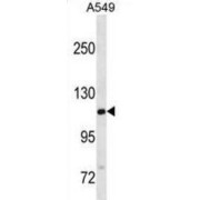 Western blot analysis of A549 cell lysates (35 µg/lane) using General Transcription Factor II-I Repeat Domain-Containing Protein 2B (GTF2IRD2B) Antibody.