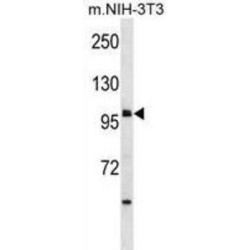 Harmonin (USH1C) Antibody