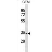 Olfactory Receptor 2A12 (OR2A12) Antibody