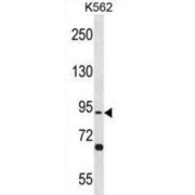 Testis Specific 10 (TSGA10) Antibody