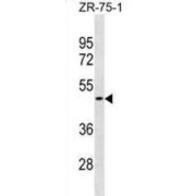 Olfactory Receptor 1S2 (OR1S2) Antibody