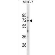 Autophagy-Related Protein 13 (ATG13) Antibody