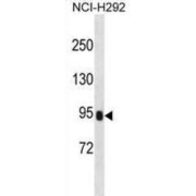 Serine Protease 36 (PRSS36) Antibody