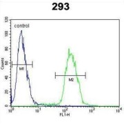 Myc Proto-Oncogene Protein (MYC) Antibody